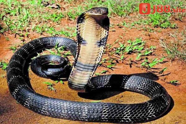 Nằm mơ thấy bắt rắn hổ mang có điềm gì?