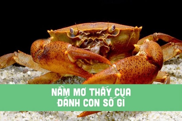 Các con số đẹp cần bỏ túi khi mơ thấy cua